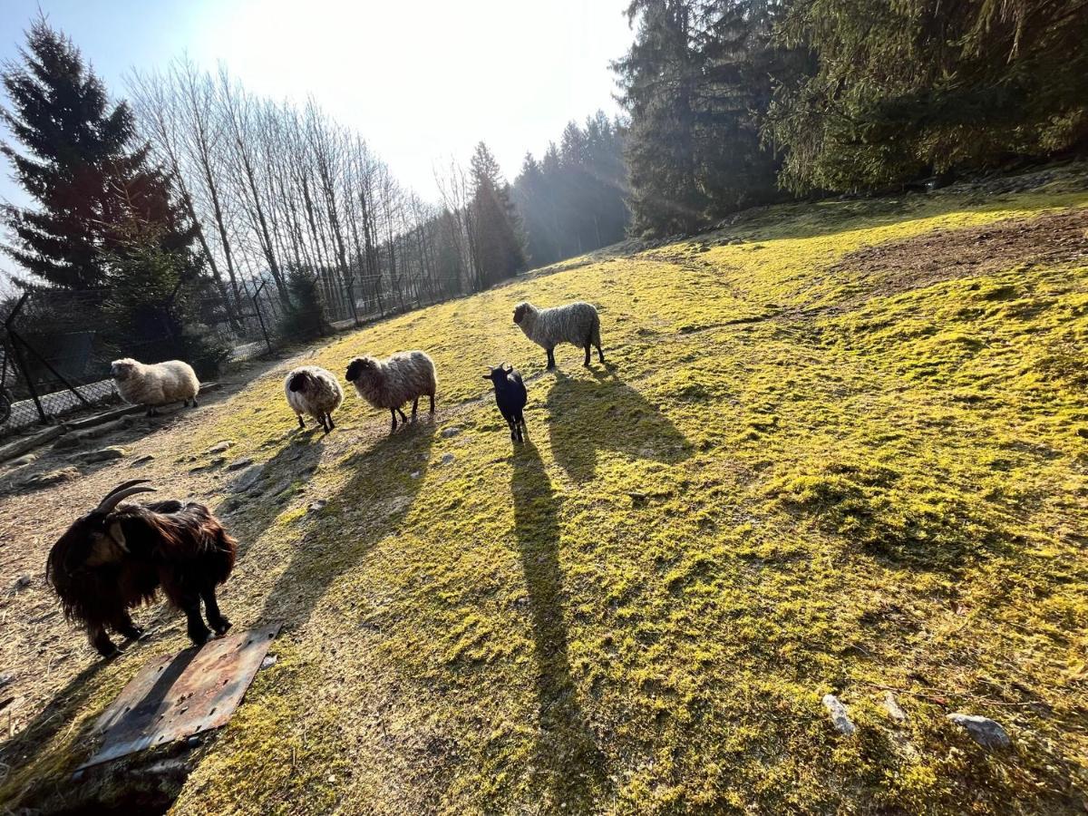 Ferme Des Jonquilles 15P - Billard, Ps4, Salle De Sport Villa Gérardmer Eksteriør billede