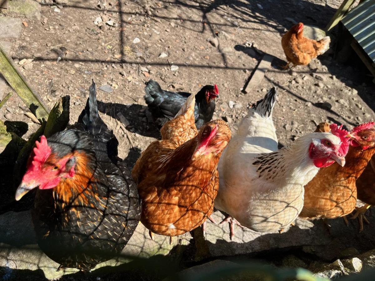 Ferme Des Jonquilles 15P - Billard, Ps4, Salle De Sport Villa Gérardmer Eksteriør billede