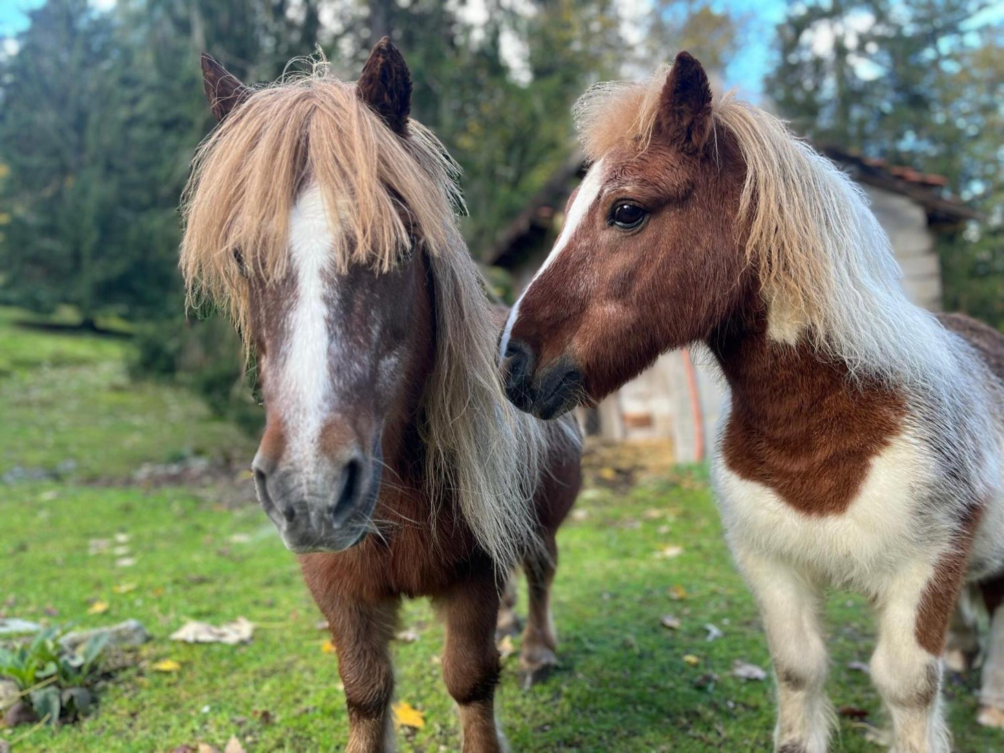 Ferme Des Jonquilles 15P - Billard, Ps4, Salle De Sport Villa Gérardmer Eksteriør billede